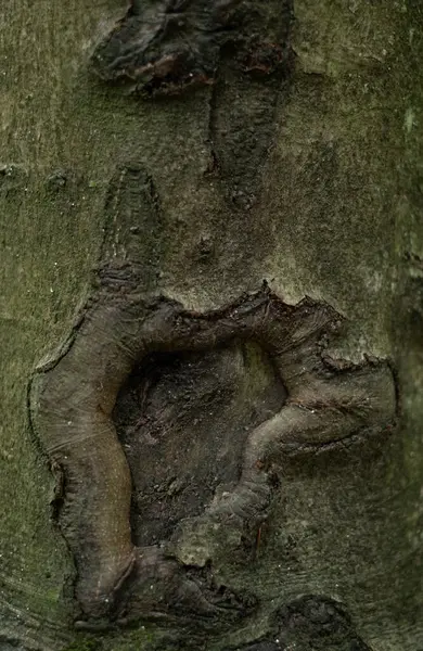 Ağaç kabuğunun kırsal dokusu