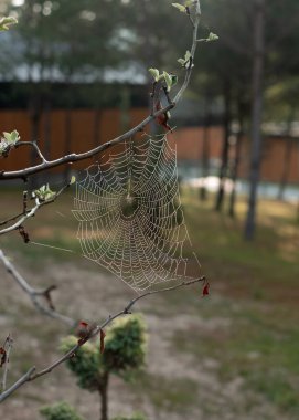 Spider web on tree branch. clipart