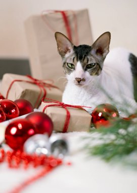 Noel Hediyeleri ve Işıkları Arasında Rahatlayan Kedi