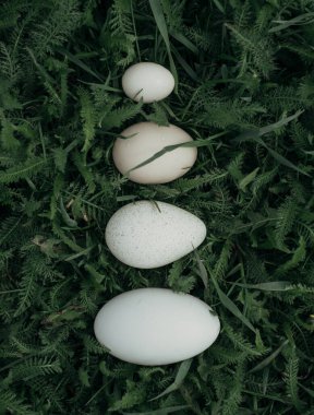 Yeşil çimenlerin üzerinde çeşitli boyutlarda yumurtalar