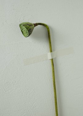 Nelumbo Nucifera Nilüfer Çiçeği Beyaz Arkaplanda İzole Edildi