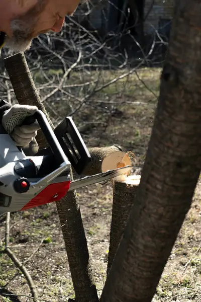 Elektrikli testere ile ağaç kesme işlemi