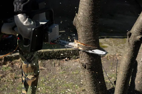 Arka bahçede ağaç kesme, bahçe temizliği, bahçe temizliği, bahar temizliği, bahçe bakımı.