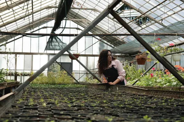 Sera işçisi pano ile bitki büyümesini belgeliyor