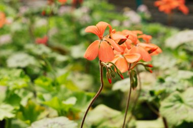 Bahçedeki kırmızı sardunya çiçeğinin yakın çekimi