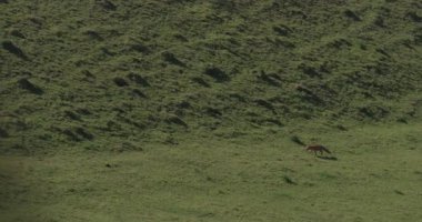 Fox çimenlik alanda sinsice dolaşıyor, Lyscombe, Dorset, İngiltere