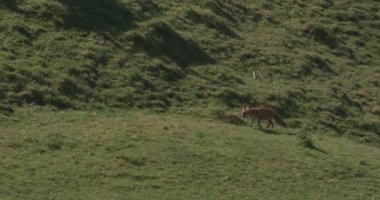 Fox çimenlik alanda sinsice dolaşıyor, Lyscombe, Dorset, İngiltere