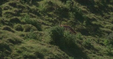 Fox çimenlik alanda sinsice dolaşıyor, Lyscombe, Dorset, İngiltere