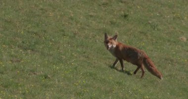 Fox çimenlik alanda sinsice dolaşıyor, Lyscombe, Dorset, İngiltere
