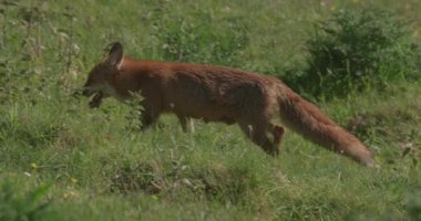 Fox çimenlik alanda sinsice dolaşıyor, Lyscombe, Dorset, İngiltere