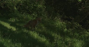 Fox çimenlik alanda sinsice dolaşıyor, Lyscombe, Dorset, İngiltere