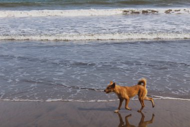 Ghana, Dog walking on beach