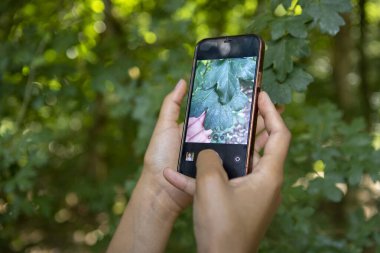 Ormanda akıllı telefon kullanan genç bir kadın, ellerini kapat.