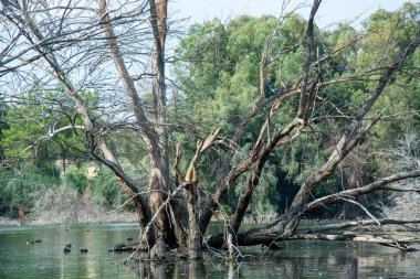 Beautiful reflections of tree barks and swimming geese in the lake at Athalassa National Park in Nicosia, Cyprus