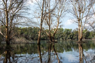 Beautiful reflections of tree barks and swimming geese in the lake at Athalassa National Park in Nicosia, Cyprus