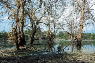 Beautiful reflections of tree barks and swimming geese in the lake at Athalassa National Park in Nicosia, Cyprus