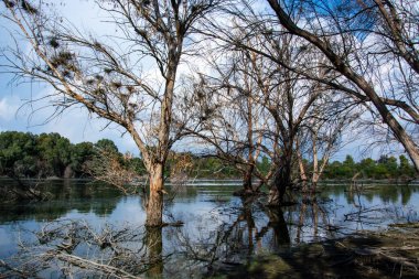 Beautiful reflections of tree barks and swimming geese in the lake at Athalassa National Park in Nicosia, Cyprus