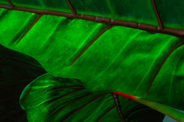 Canlı yeşil bir plastik yaprağın yakın çekimi. Yaprak yüzeyi makro, sığ DOF.