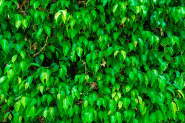 Yeşil Çiçek Geçmişi. Büyüme, sağlık ve yeşil enerjinin kavramsal fotoğrafı.
