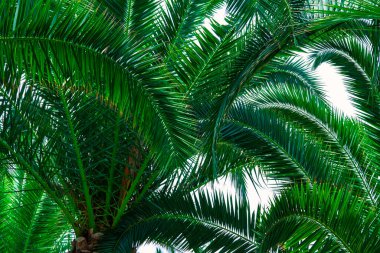 Tropik bir adada gün ışığında palmiye yaprakları. Seyahat fotoğrafının konsepti.