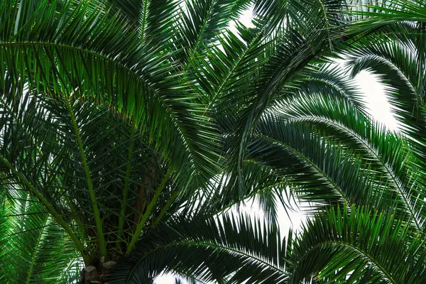 Tropik bir adada gün ışığında palmiye yaprakları. Seyahat fotoğrafının konsepti.