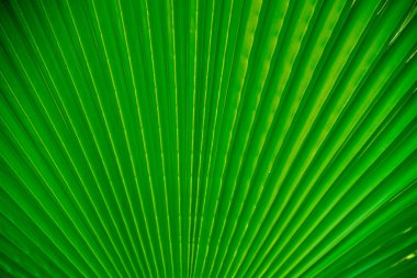Soyut yeşil doku, doğa arka planı. Bir palmiye yaprağının yakın plan fotoğrafını çek..