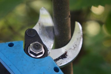Elektrikli budama makası ile ağaçları budamak. Bahçecilik elektrikli araç gereç.
