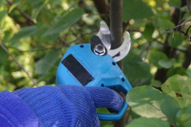 Elektrikli budama makası ile erkek eli ağaçları buduyor. Bahçecilik elektrikli araç gereç.