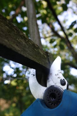 Elektrikli budama makası ile ağaçları budamak. Bahçecilik elektrikli araç gereç.