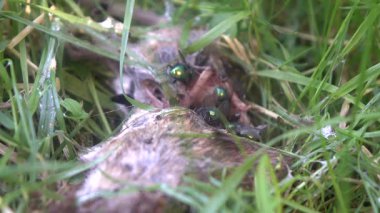 Parkın çimlerindeki farenin cesedi.