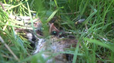 Parkın çimlerindeki farenin cesedi.