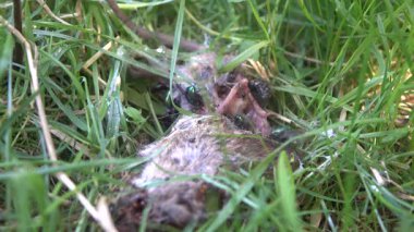 Parkın çimlerindeki farenin cesedi.