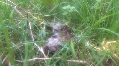 Parkın çimlerindeki farenin cesedi.