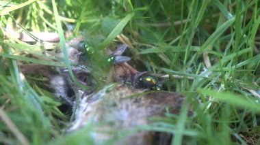 Parkın çimlerindeki farenin cesedi.