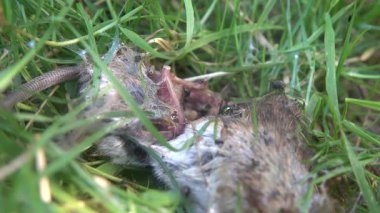 Parkın çimlerindeki farenin cesedi.