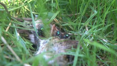 Parkın çimlerindeki farenin cesedi.