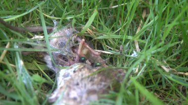 Parkın çimlerindeki farenin cesedi.