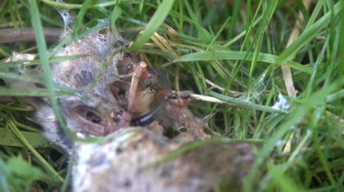 Parkın çimlerindeki farenin cesedi.