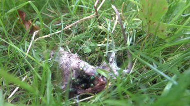 Parkın çimlerindeki farenin cesedi.