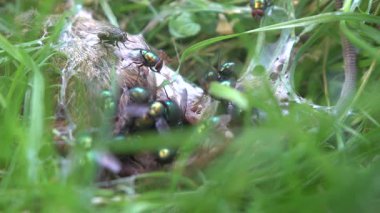 Parkın çimlerindeki farenin cesedi.