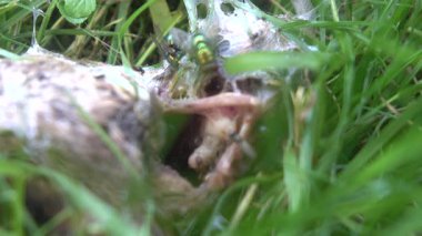 Parkın çimlerindeki farenin cesedi.