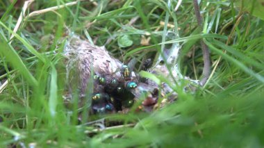 Parkın çimlerindeki farenin cesedi.