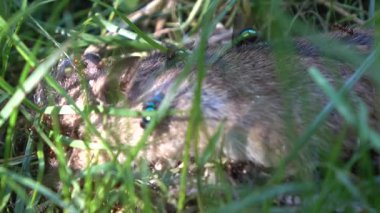 Parkın çimlerindeki farenin cesedi.
