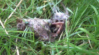 Parkın çimlerindeki farenin cesedi.