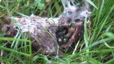 Parkın çimlerindeki farenin cesedi.
