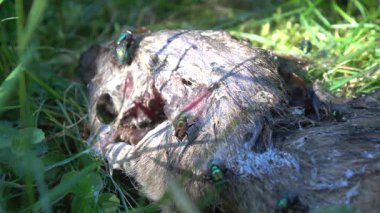 Parkın çimlerindeki farenin cesedi.