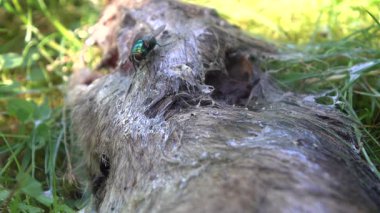 Parkın çimlerindeki farenin cesedi.