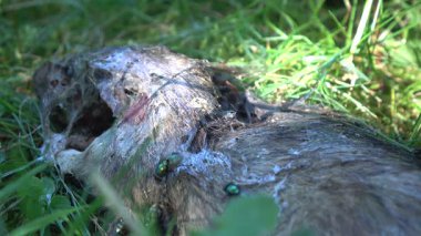 Parkın çimlerindeki farenin cesedi.