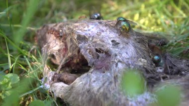 Parkın çimlerindeki farenin cesedi.