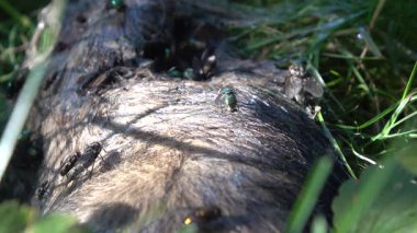 Parkın çimlerindeki farenin cesedi.